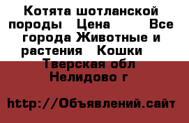 Котята шотланской породы › Цена ­ 40 - Все города Животные и растения » Кошки   . Тверская обл.,Нелидово г.